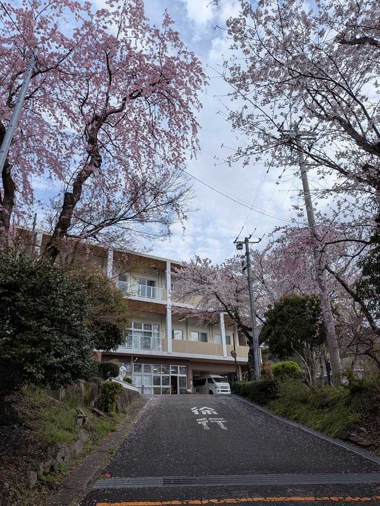 伊勢原ホーム　花見ドライブ